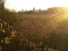 IMG00554-20111009-1829