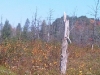IMG00548-20111009-1146