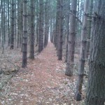 Path through the Woods