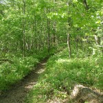 trail