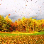 Leaves Falling