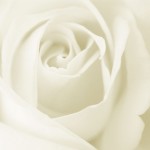 White Rose
