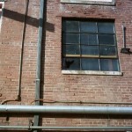 Dove in Broken Glass