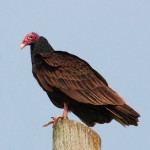 Vulture2