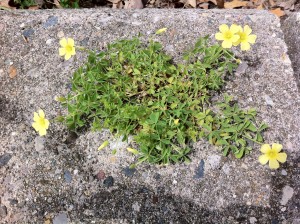 Wilderness Flower
