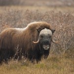 Muskoxen (Ovibos muschatus)