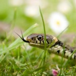A snake in the grass