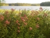 IMG00195-20110823-1937