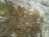 IMG00377-20110918-1428