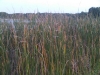 IMG00399-20110920-1939