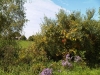 IMG00460-20110925-1301