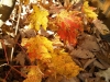IMG00677-20111031-1154