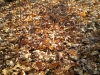 IMG00889-20111106-1343