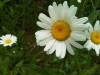 IMG00950-20110611-1706