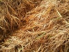 IMG01020-20111202-1313