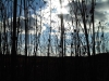 IMG01027-20111202-1346
