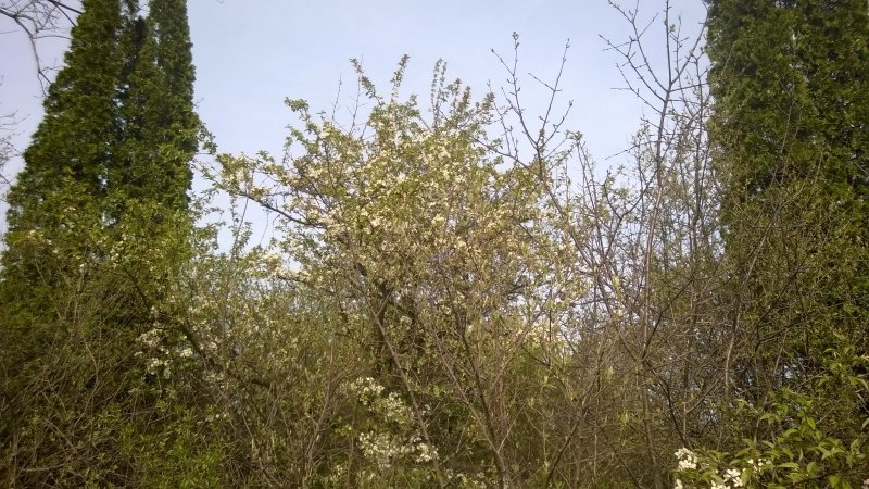 WP_20140519_17_41_20_Pro