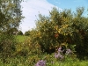 IMG00460-20110925-1301